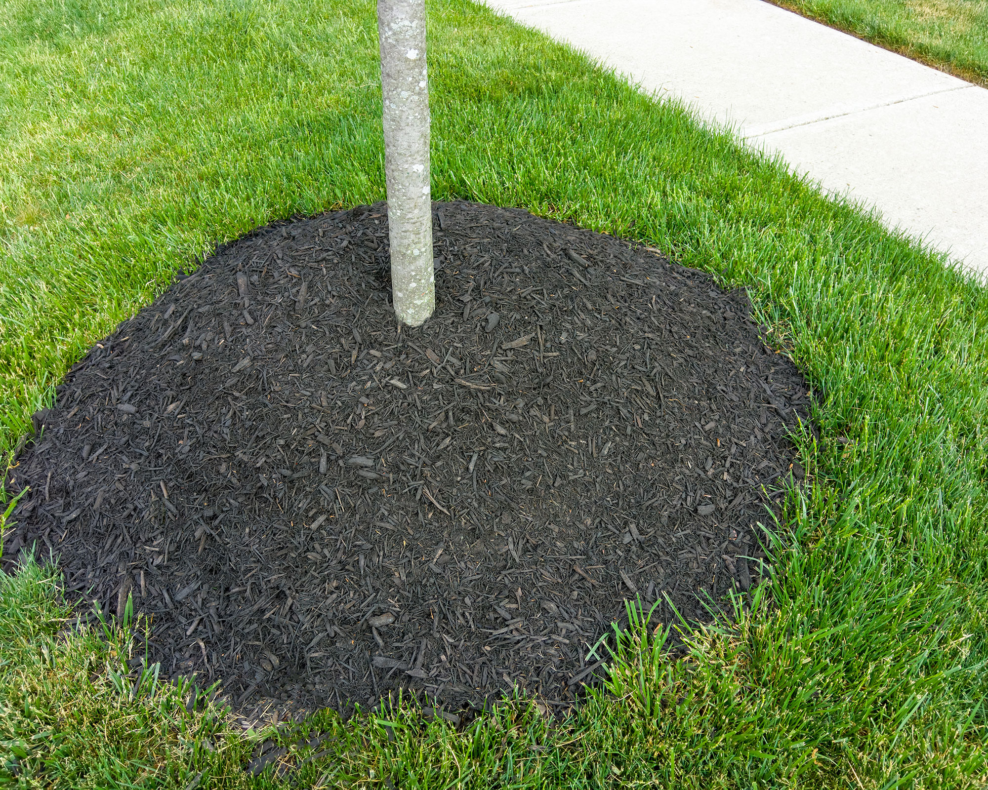 Expert reveals common mistake when mulching around trees Gardeningetc