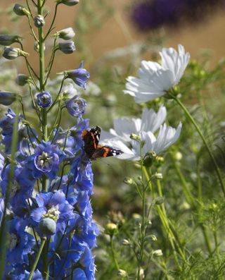 wildlife garden butterfly on flowers