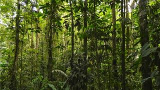Costa Rican experimental rain forest plot