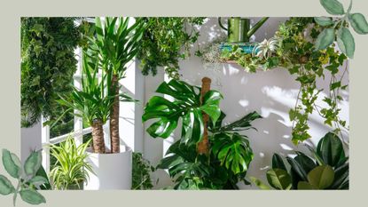 A white garden room filled with houseplants including a Monstera in the middle with a pole to show how to support a growing monstera 