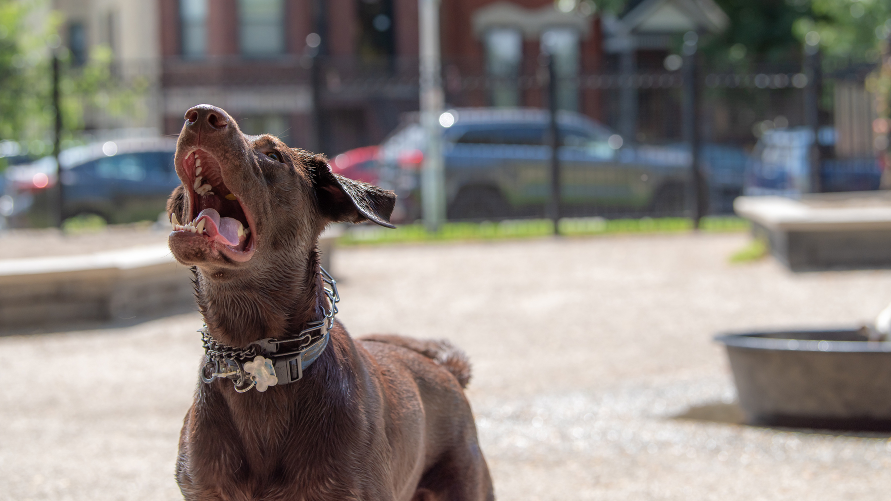 Собака громко. Собака громко лает картинка. Dog Loud Bark. The Dog Barks loudly. Шумная псина бара.