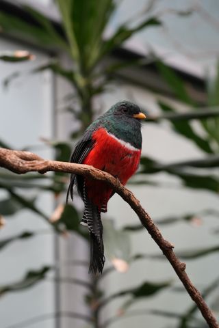 A red and green bird sitting on a branch