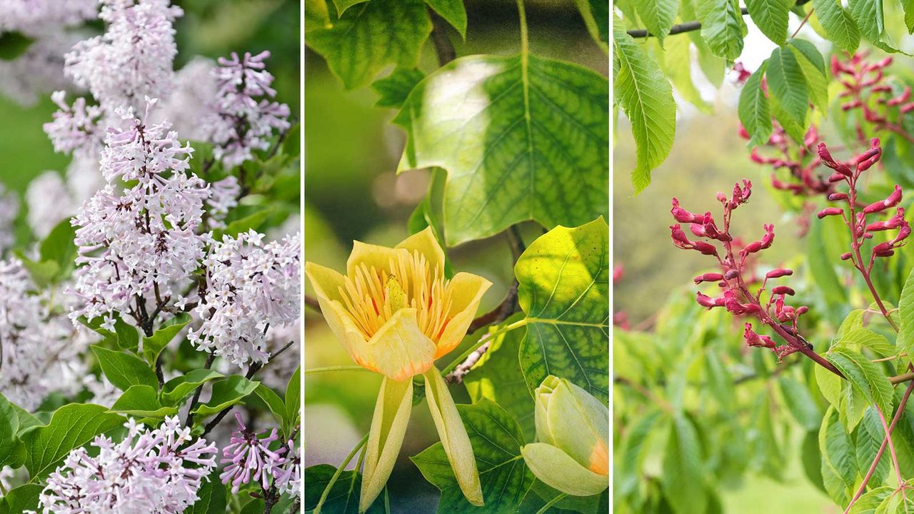 composite image of trees that attract hummingbirds – lilac, tulip tree, and red buckeye