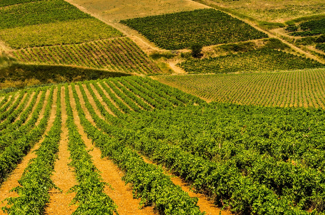 vineyard scenery