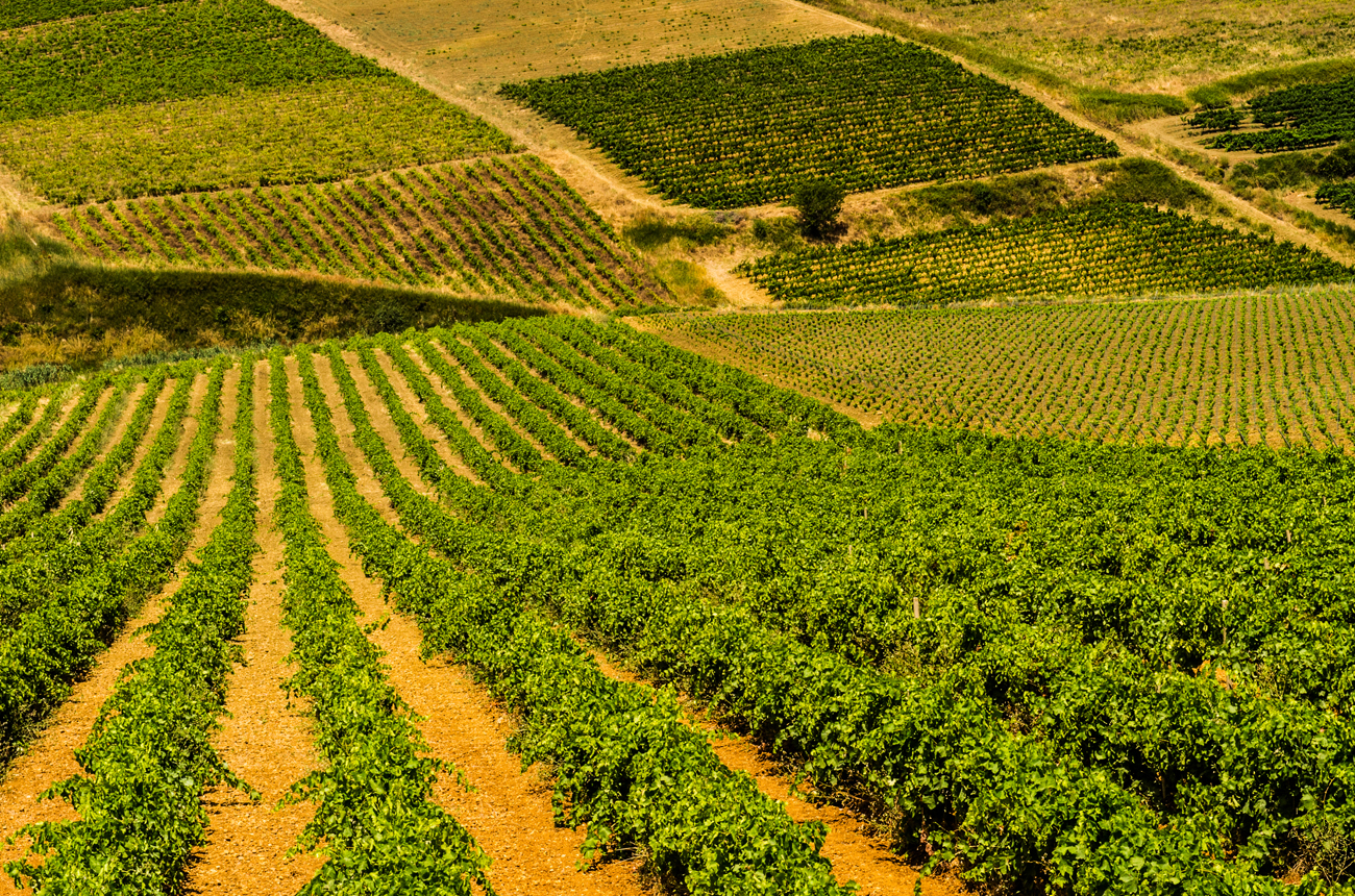 vineyard scenery