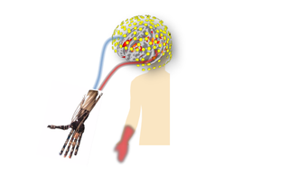 This diagram shows the setup of the brain-machine-interface technology.