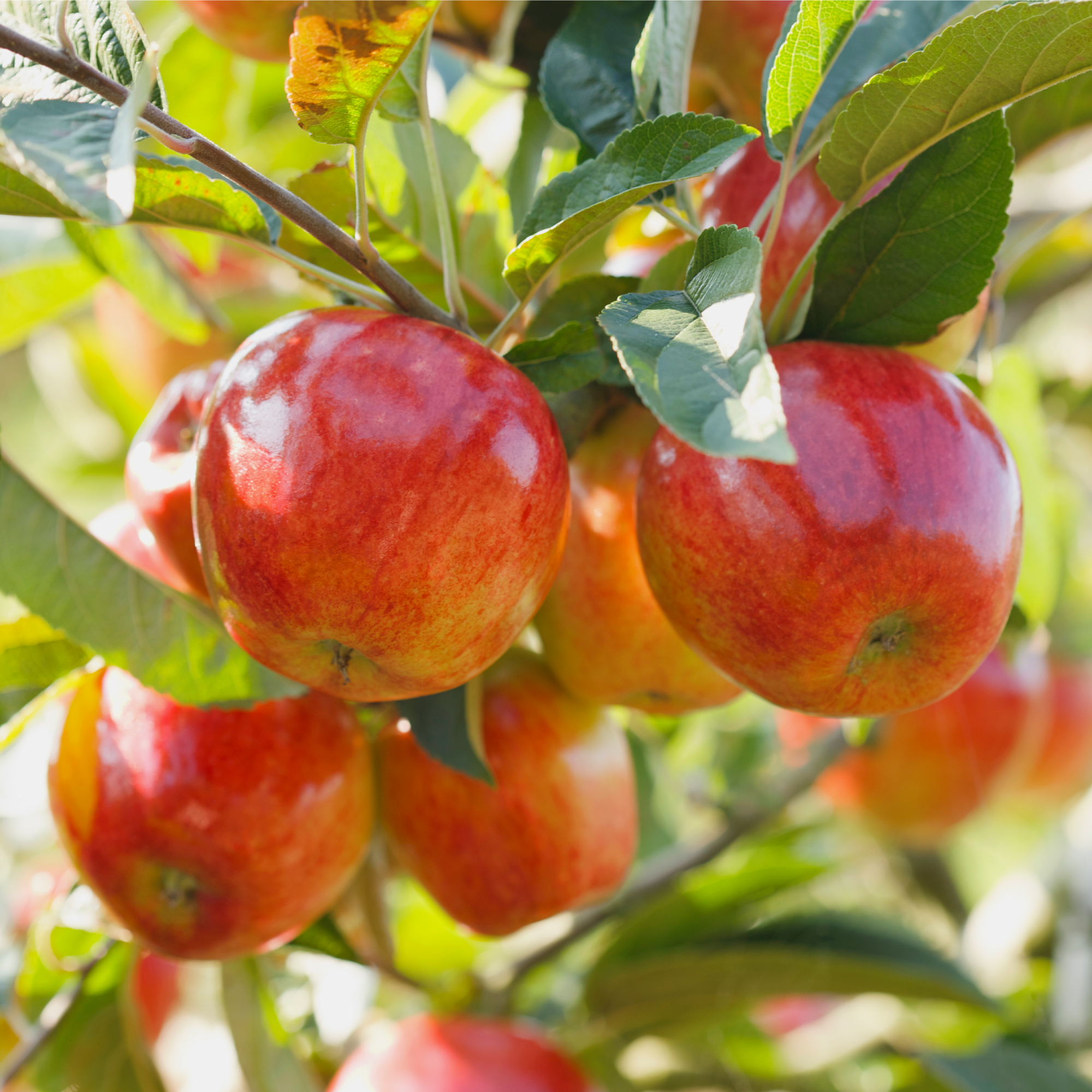 apples on a branch 