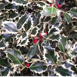 Holly Silver Variegated Hedging