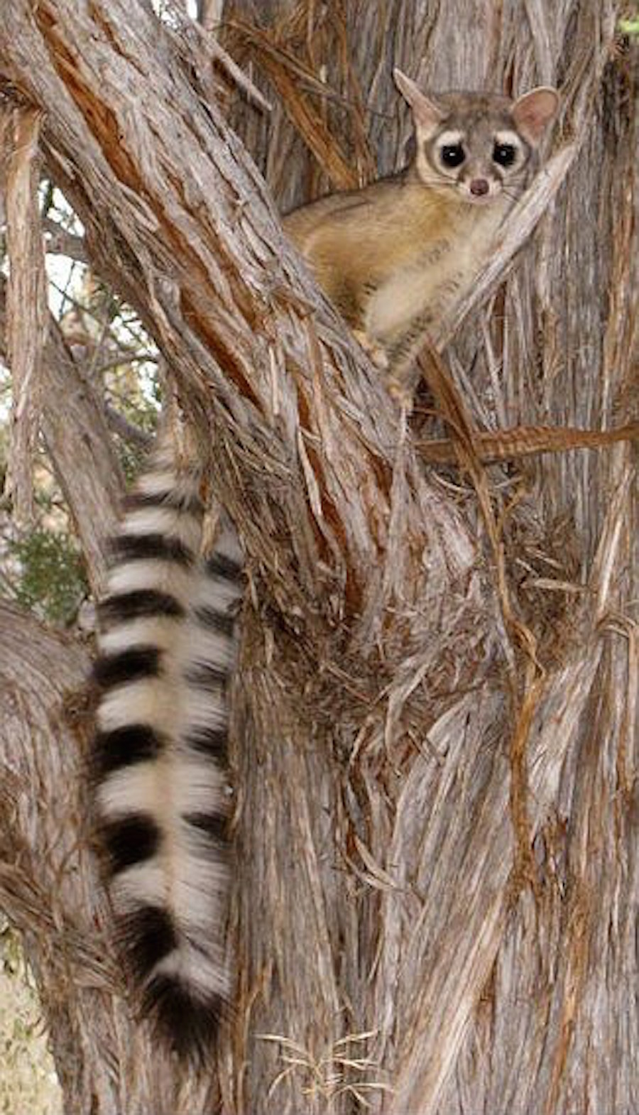 Ringtail cats