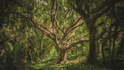 Oak tree in woodland