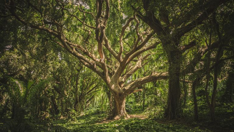 Oak tree in woodland