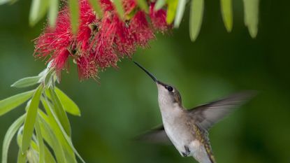 A ruby-throated hummingbird feeding on the nectar of a bottlebrush flower, with unusual red blooms