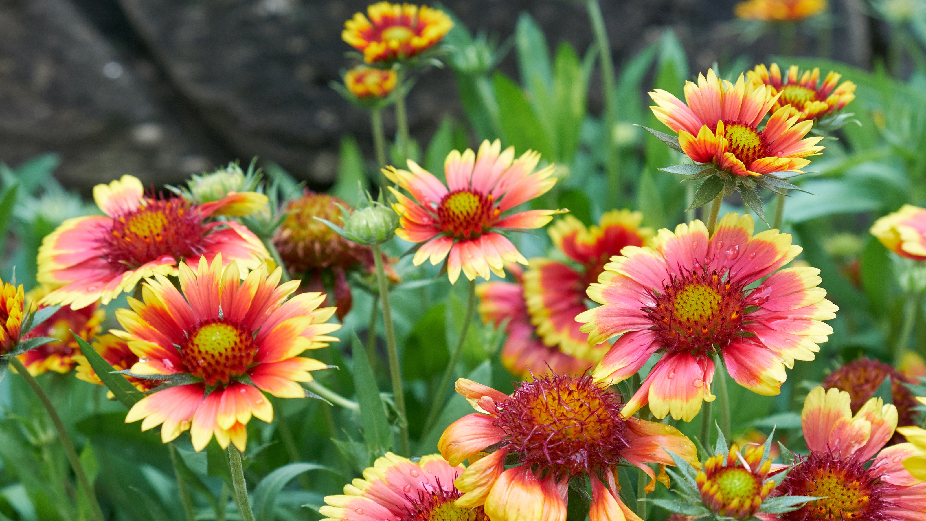 Gaillardia pulchella
