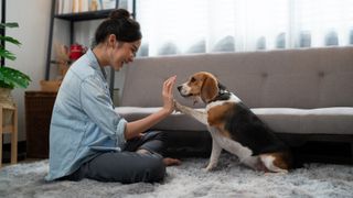 Woman playing with her Beagle indoors