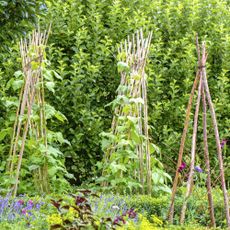 Runner beans growing up vegetable trellis wigwams made of wooden sticks