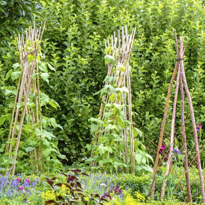 Runner beans growing up vegetable trellis wigwams made of wooden sticks