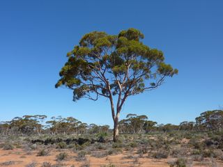 Eucalyptus tree