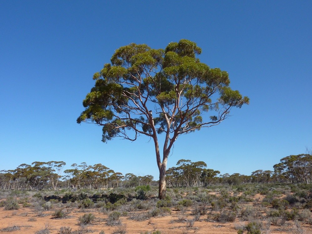 There's Gold in Them Thar Trees | Live Science