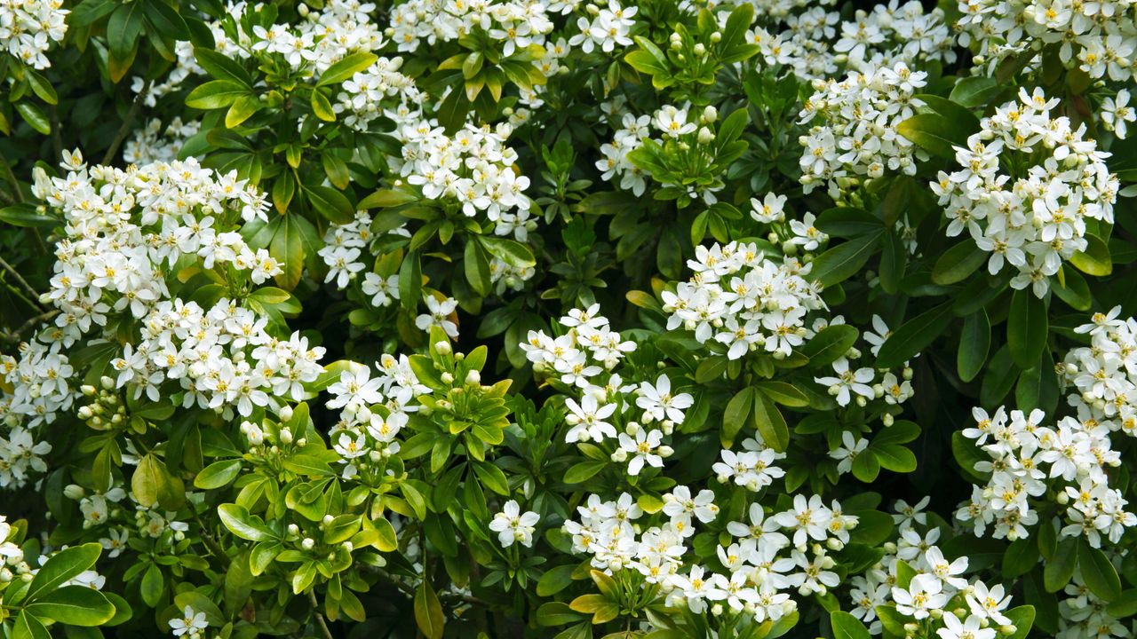 Choisya blooming with white flowers 