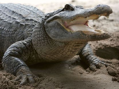 wd-160209-alligator.jpg