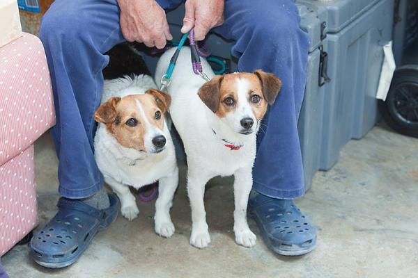 These two dogs watched the action go by.