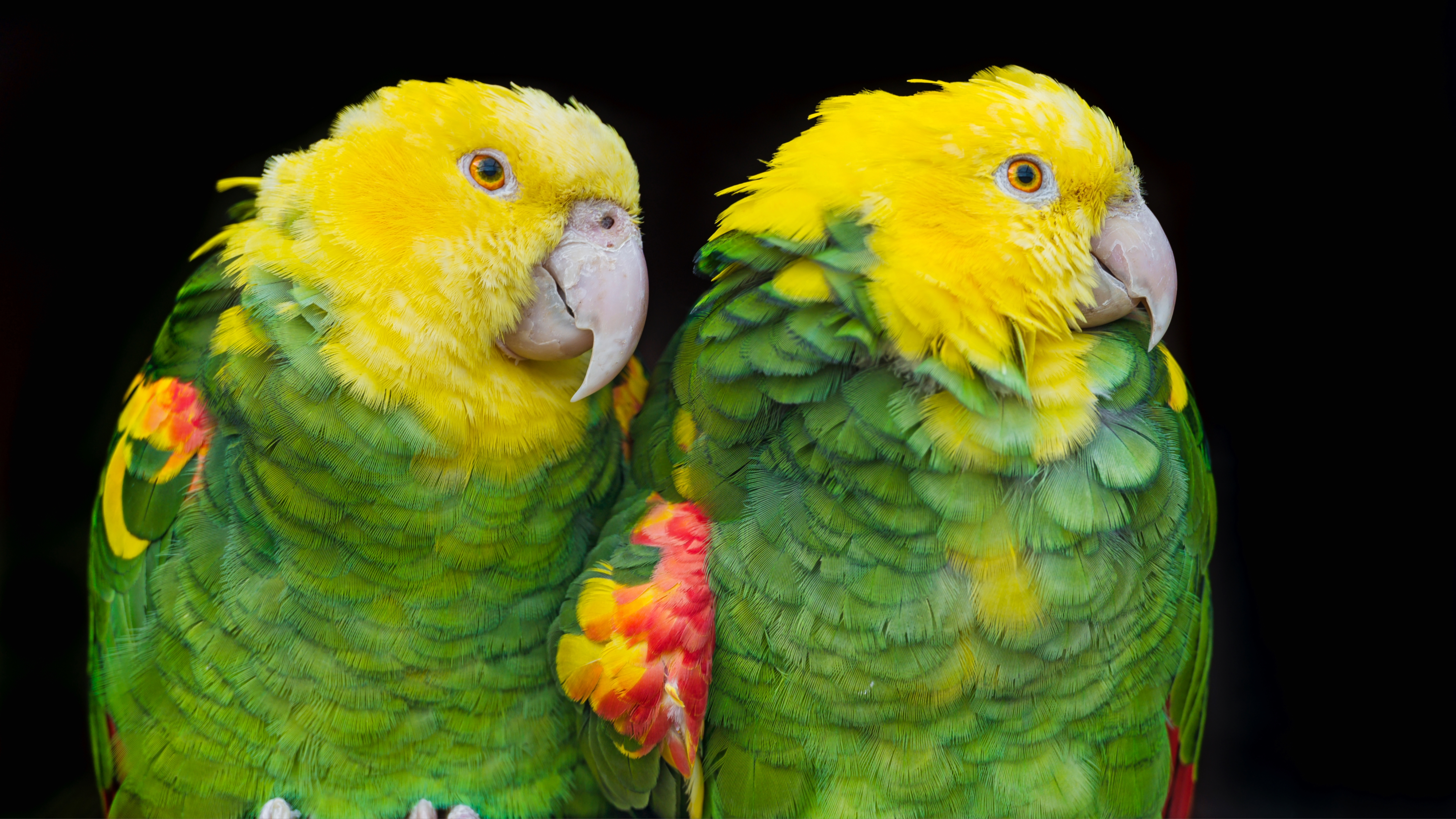 Double Yellow Head Amazon