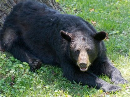 Bear Laying In A Garden