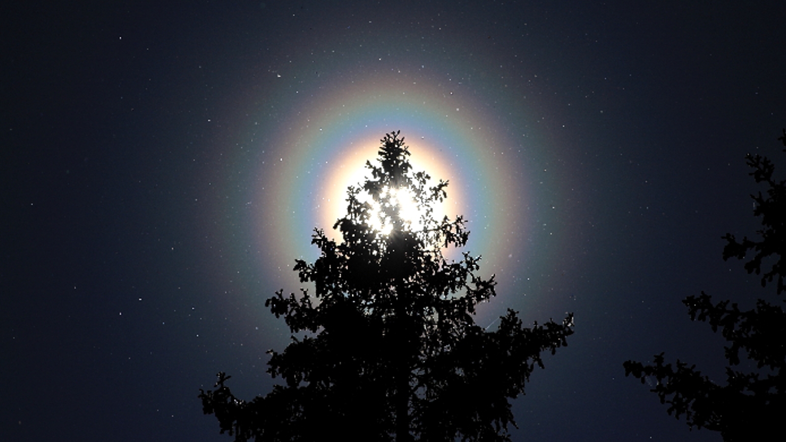 Rainbow rings surround the sun, which is half obscured by a pine tree