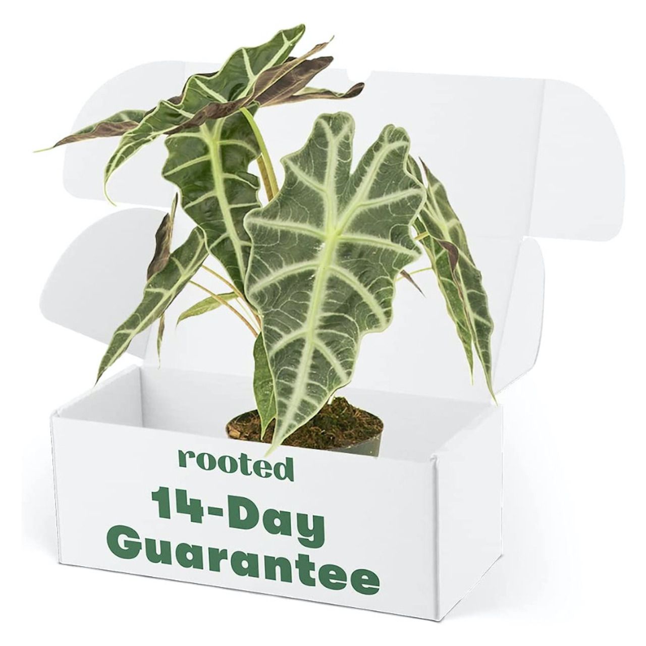 Tanaman Alocasia Polly berakar dalam sebuah kotak