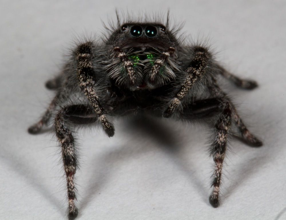 Jumping spider eyes