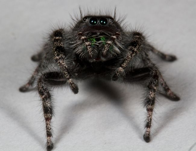 Jeepers, Peepers: Why Spiders Have So Many Eyes | Live Science