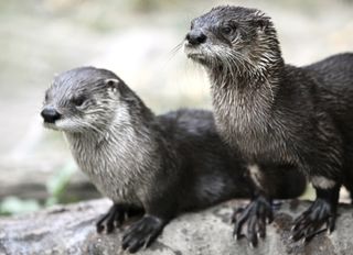 otters-endocrine-disruptors