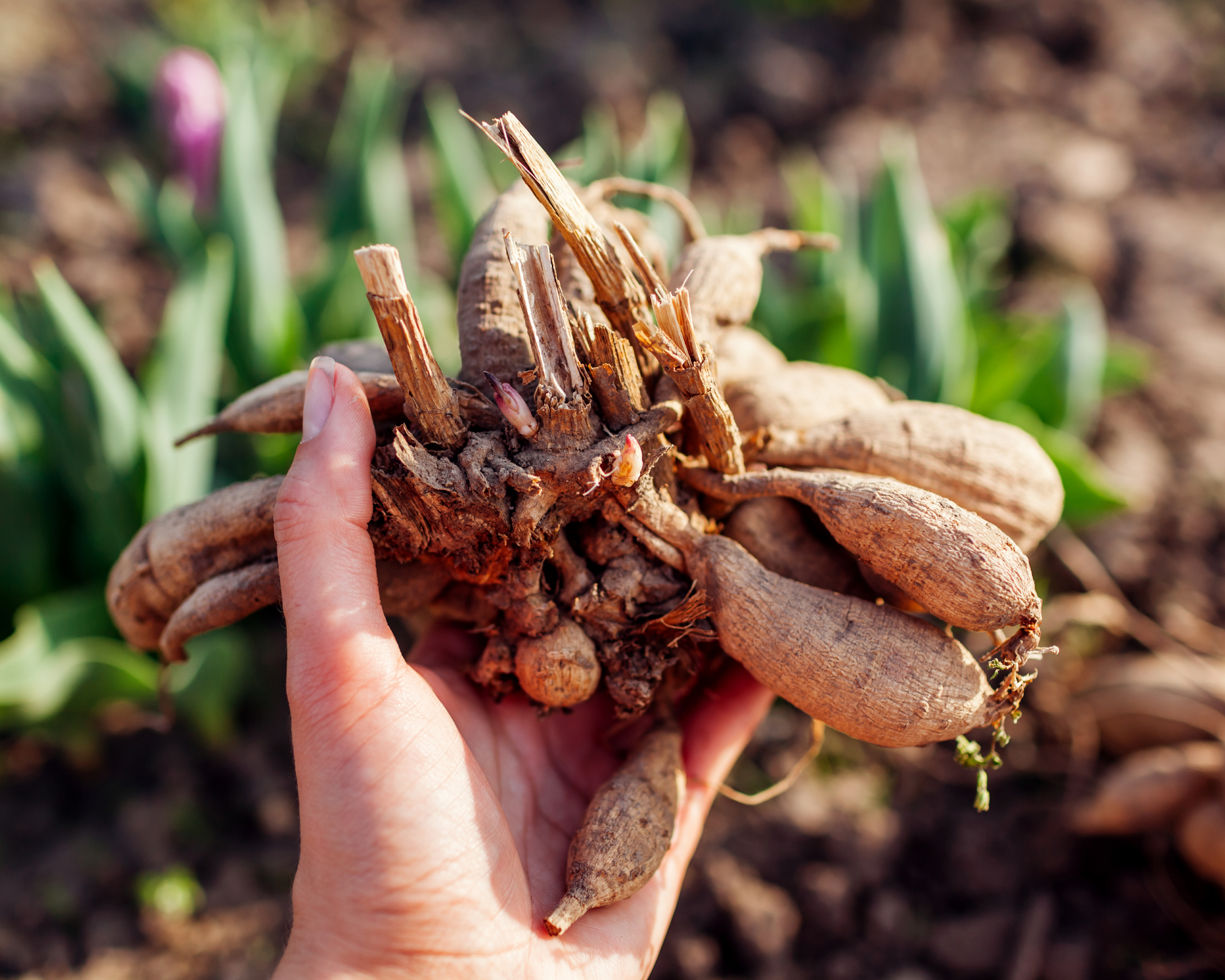 dahlia tubers ready to plant