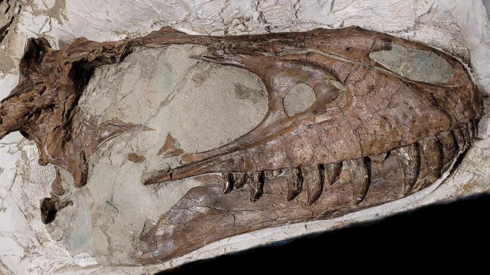 Teenage tyrannosaurs on dino 'drumsticks,' 1stoftheirkind fossils show Live Science