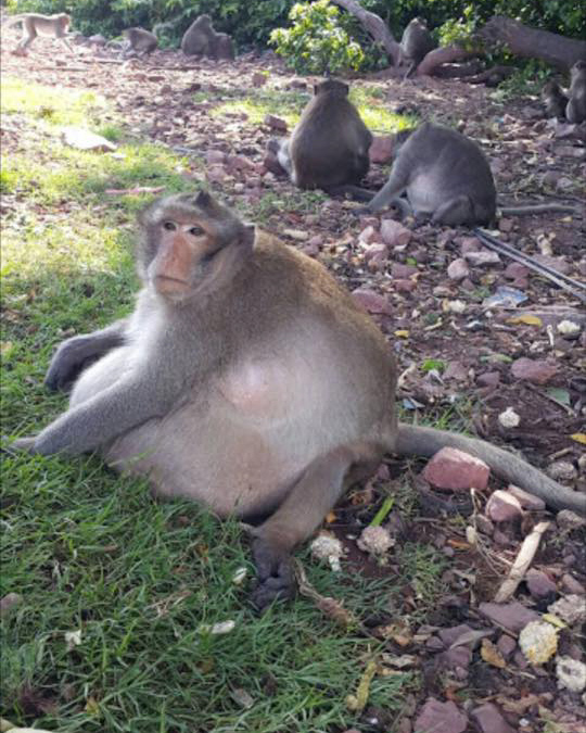 An obese long-tailed macaque in Thailand.