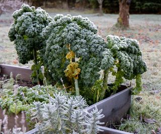 Frozen kale in a vegetable garden in winter