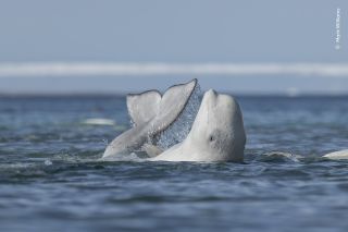 A beluga whale above the surface of the water