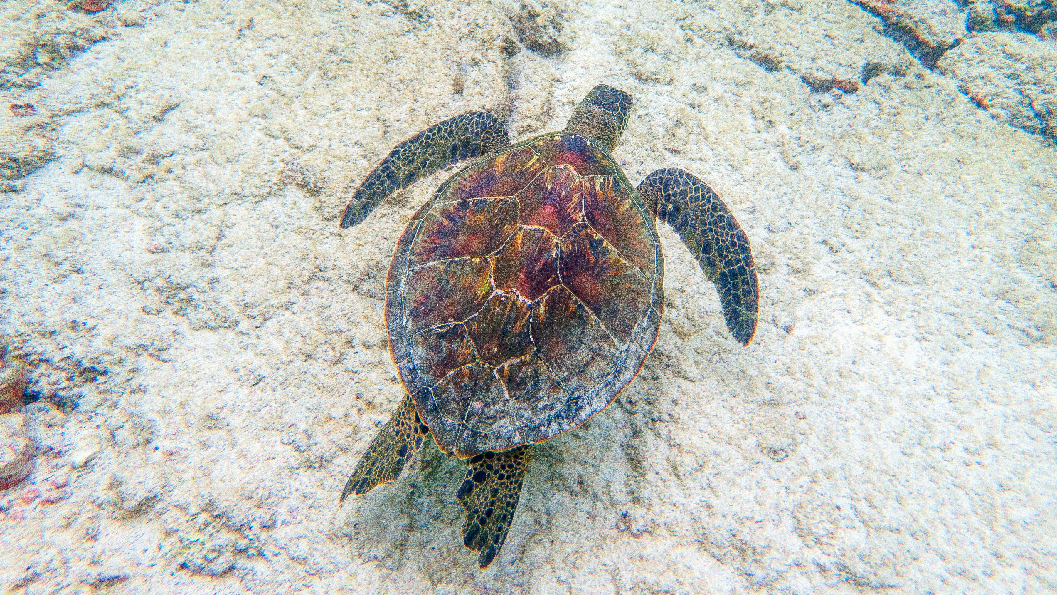 An underwater photo of a sea turtle snapped by TG writer Dan Bracaglia while snorkeling in Hawaii