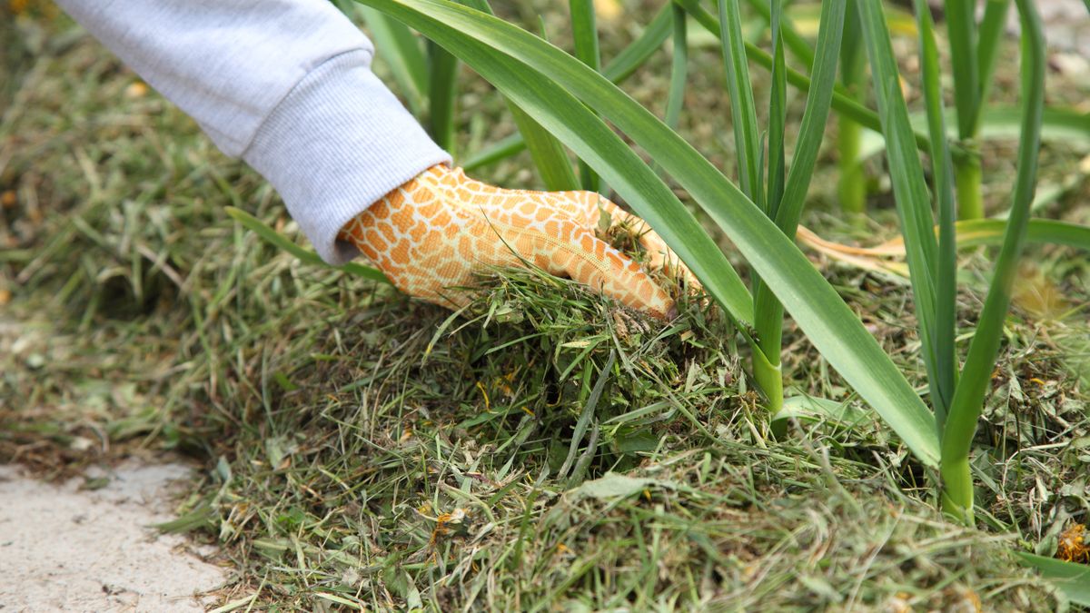 How to cut wet grass: 5 tips for safer mowing | Tom's Guide