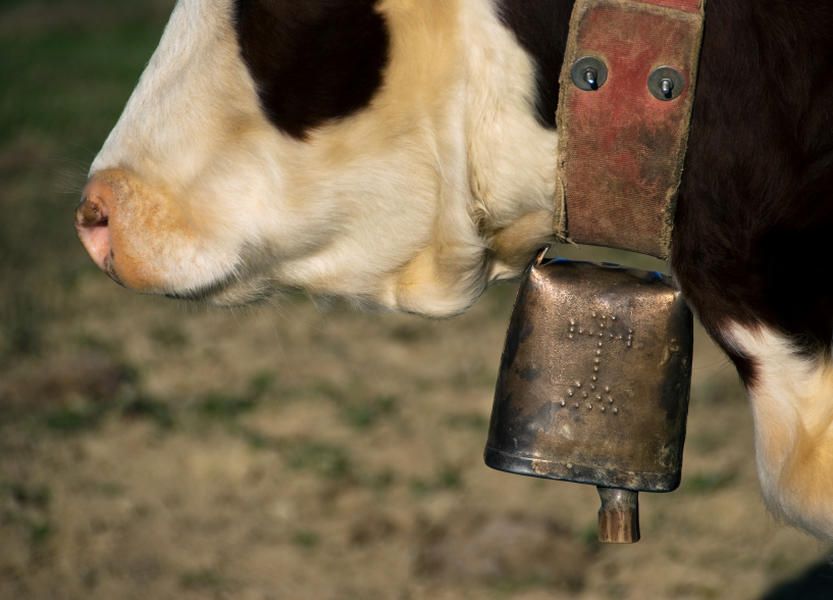 Study: Cowbells could be hurting cows' ears