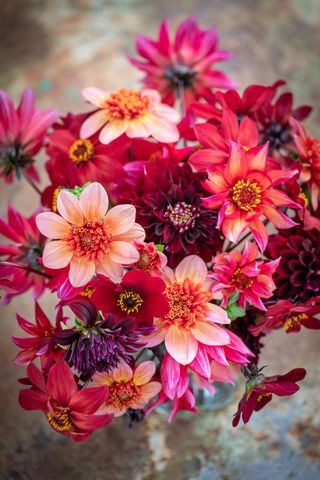 half hardy: Arthur’s Doorstep Dahlia Collection from Sarah Raven