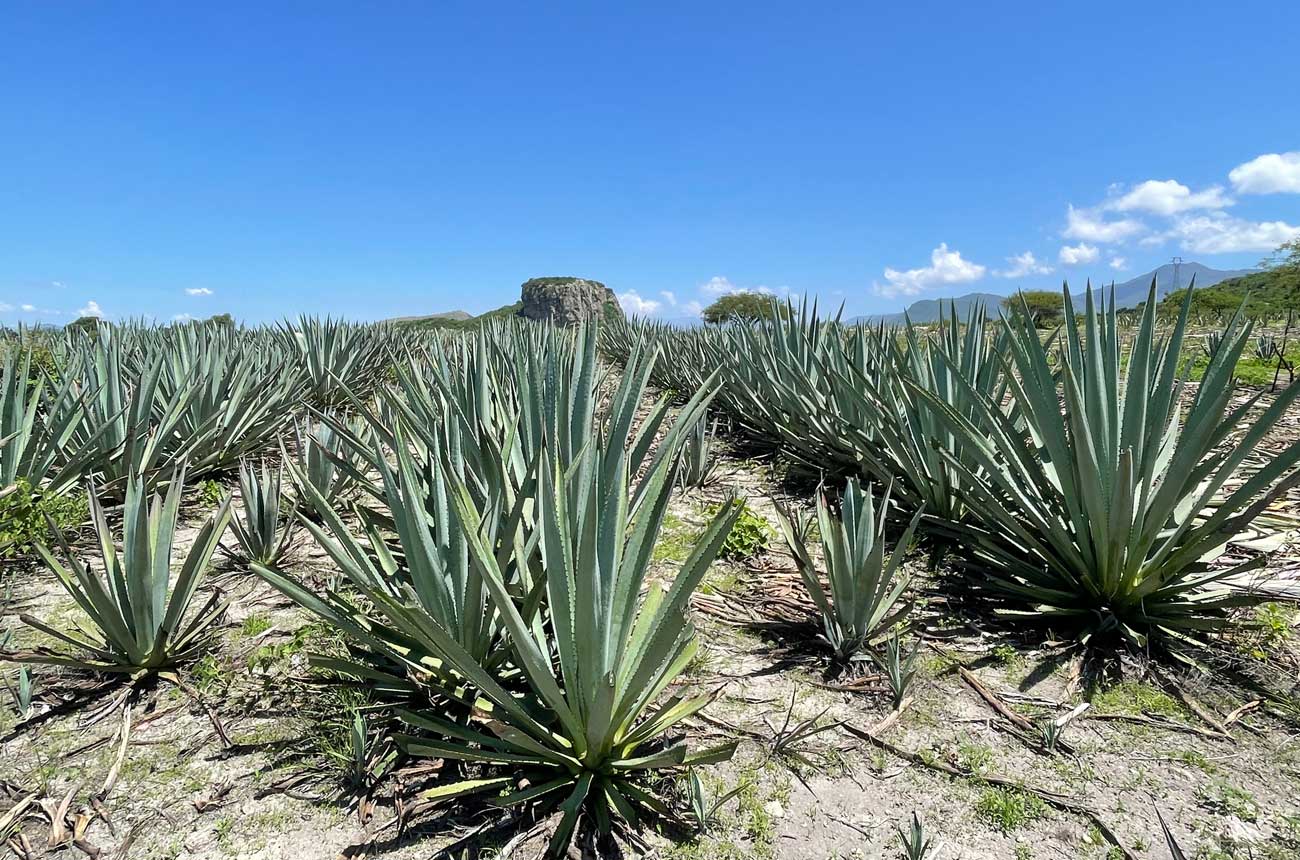 Agave field in Yagul Valley, Oaxaca, Mexico