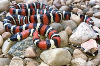Sonoran Coral Snake animal farts
