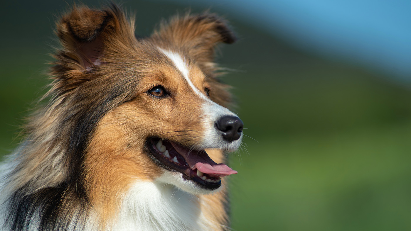 Shetland Sheepdog close up
