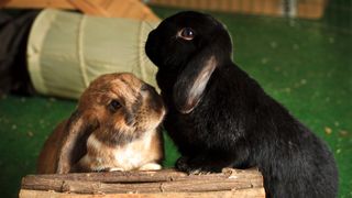 A black rabbit and a brown rabbit indoors sat beside wooden log with tunnel toy in behind