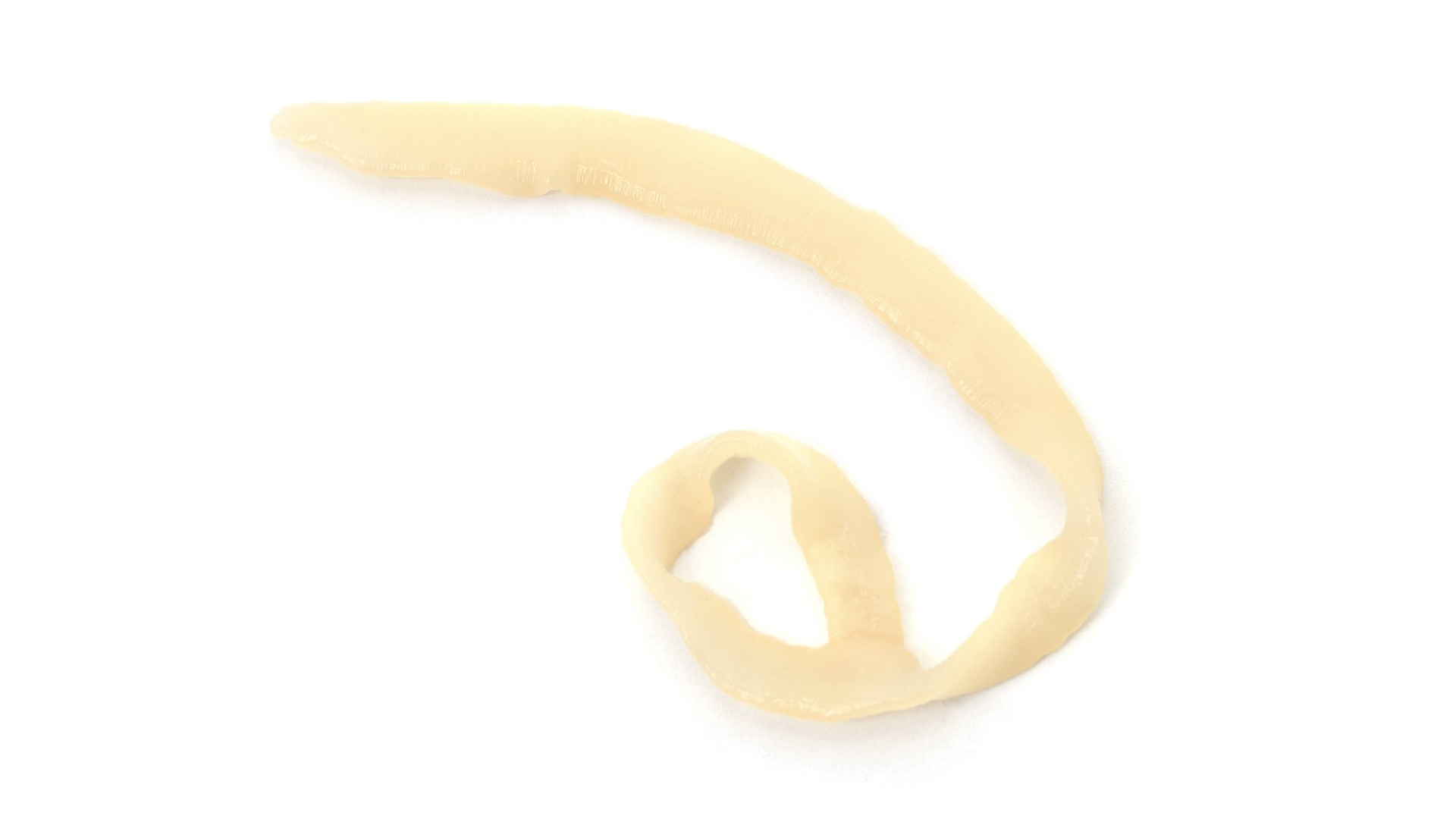 An image of the tapeworm Diphyllobothrium latum.