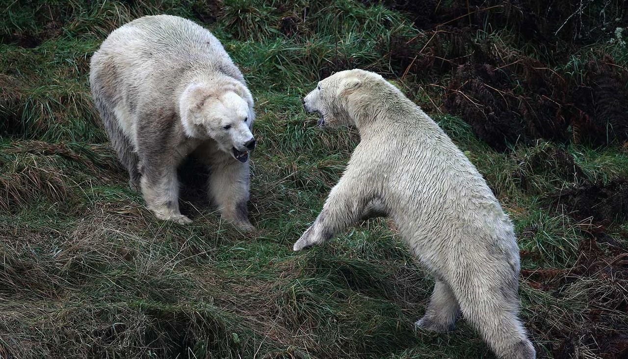 A horde of more than 50 polar bears are terrorising a Russian village