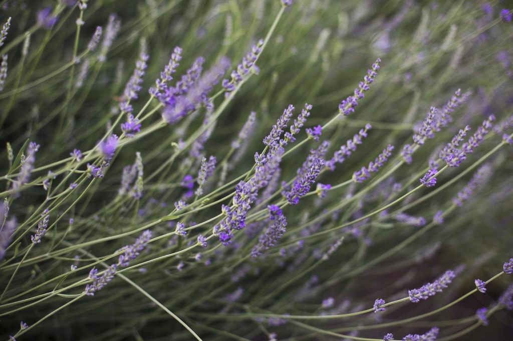 Lavender Flowers Drooping Fixing Droopy Lavender Plants In The Garden Gardening Know How