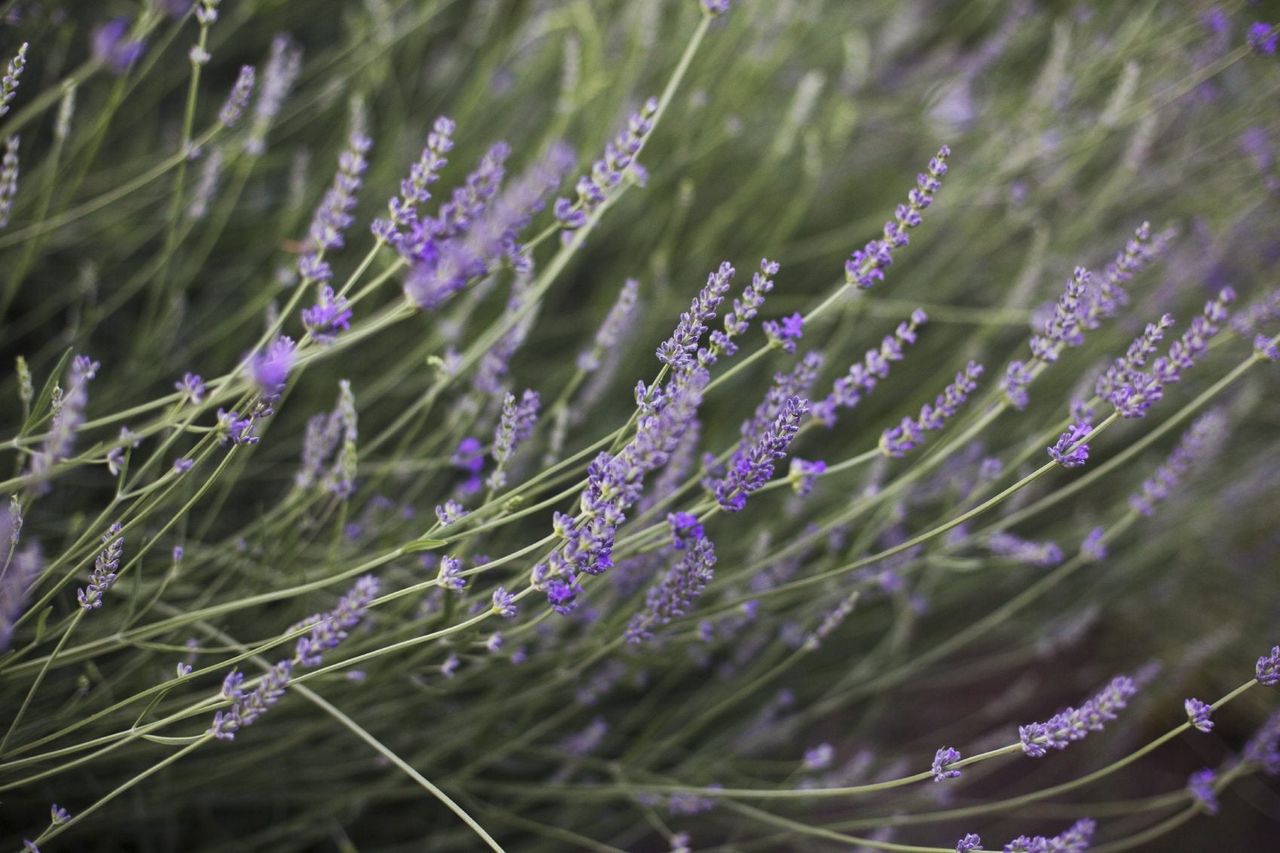 Lavender Plant