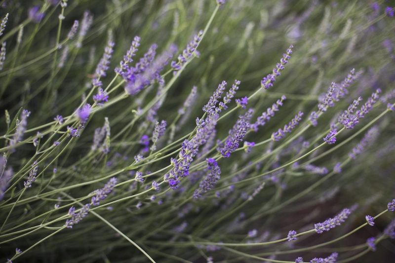 Tips & Information about Lavender Gardening Know How